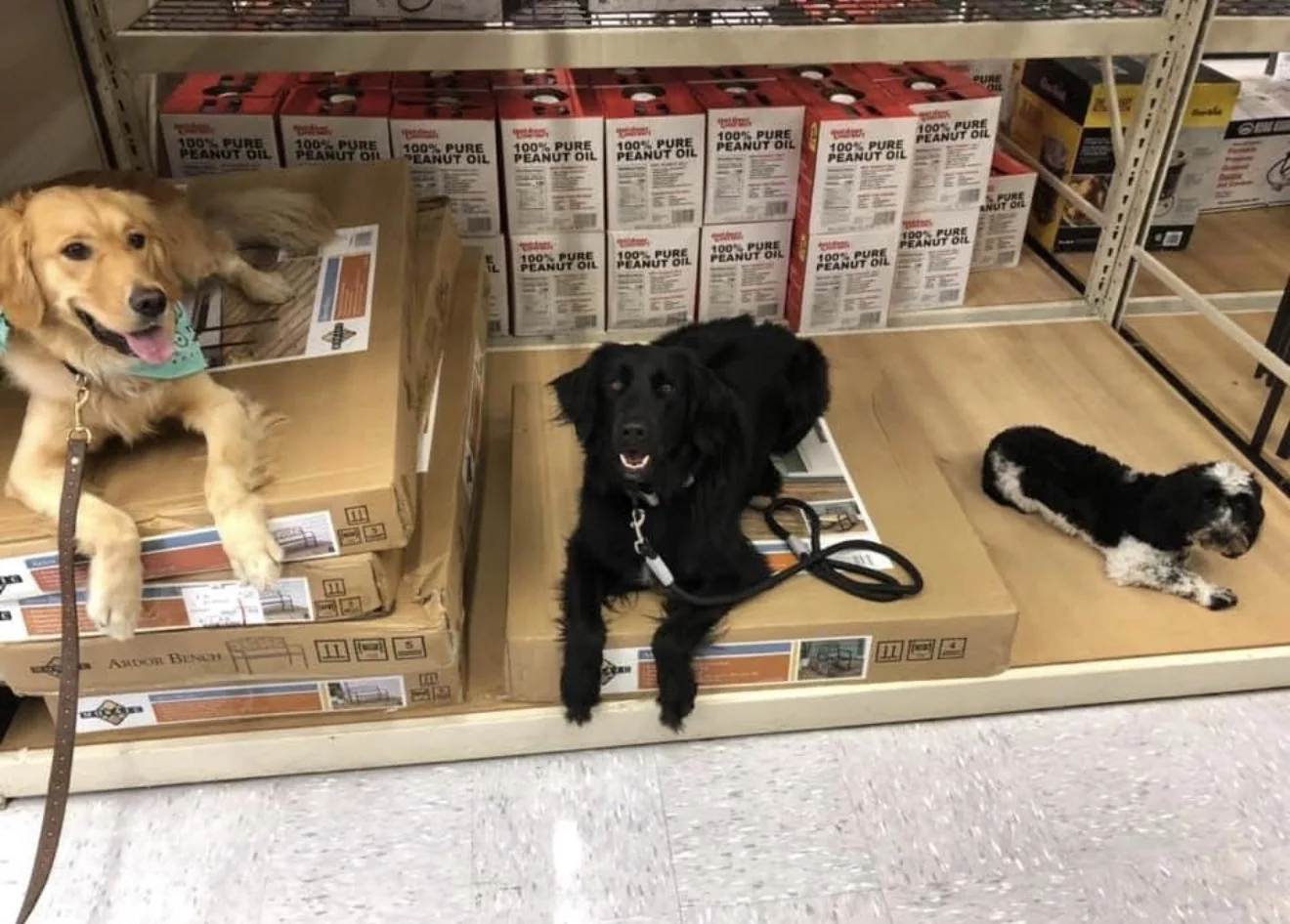 Three dogs holding place positions in a store