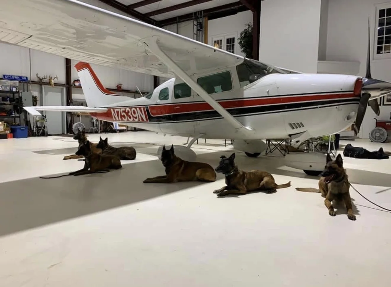 Group of trained dogs holding positions beneath an airplane
