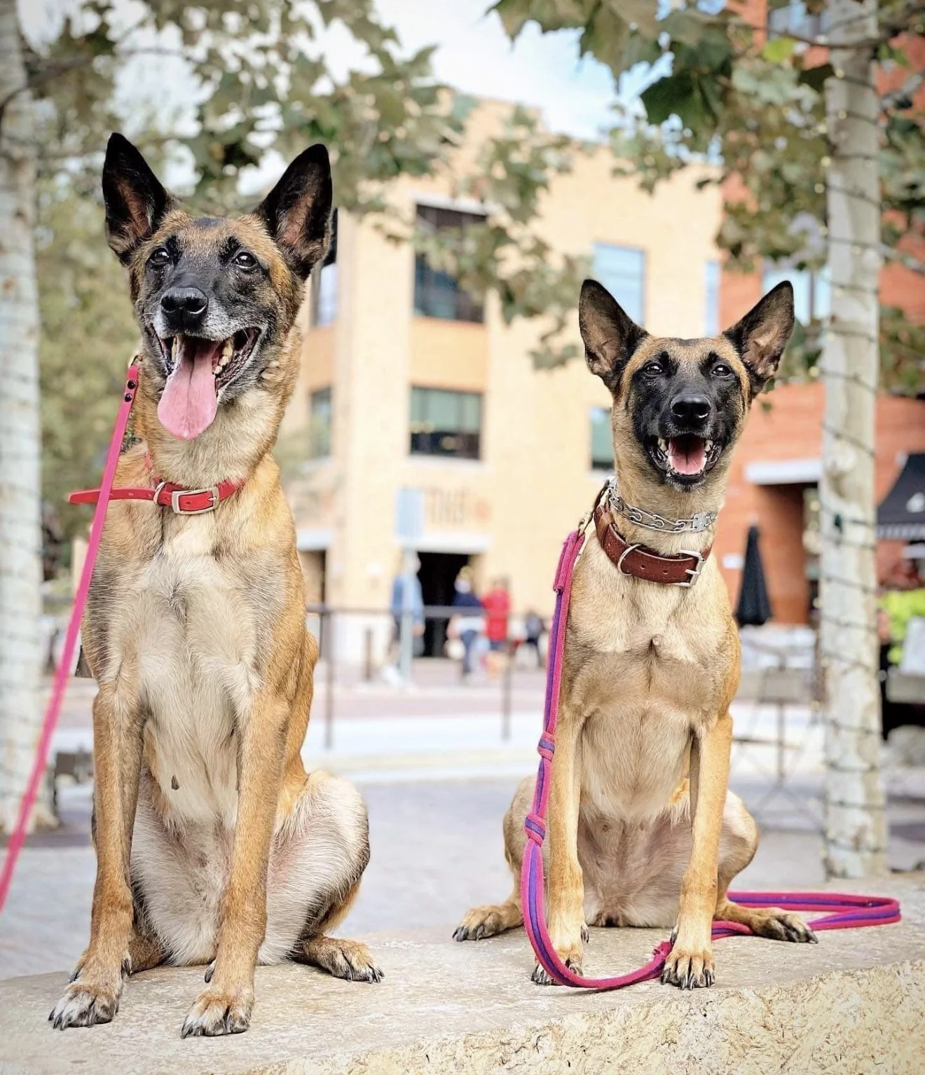 Two dogs sitting side by side in a public setting
